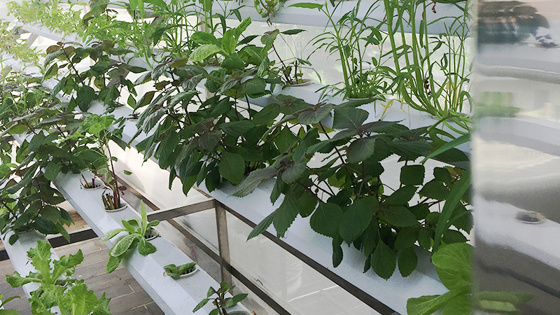 gian-tang-vuon-rau gian-tang-vuon-rau