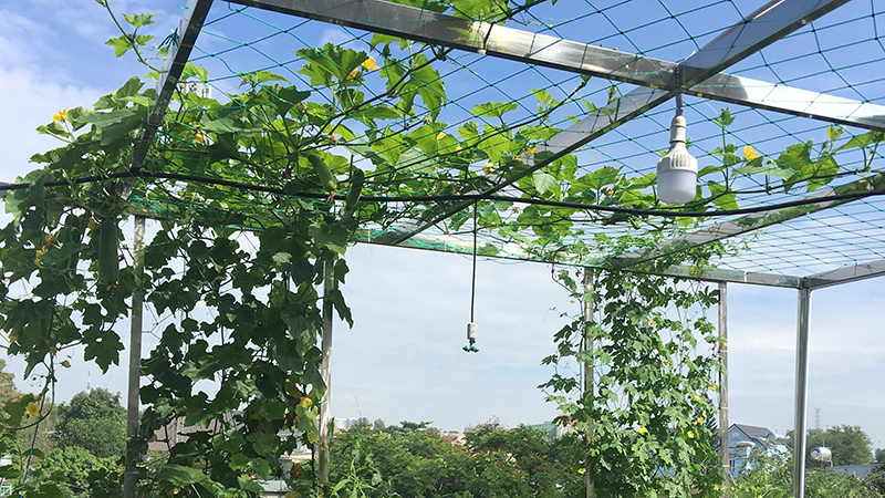 gian-treo-trong-rau gian-treo-trong-rau