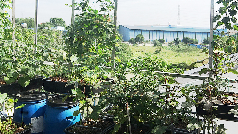 gian-trong-rau-san-thuong gian-trong-rau-san-thuong